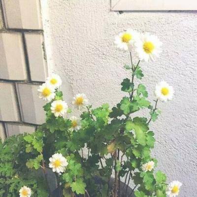 新水浒手游官方下载